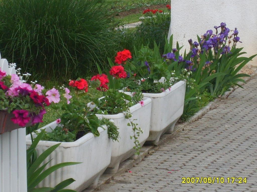 Apartmani Anna Sveti Martin Na Muri Bagian luar foto